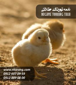 فروش جوجه گوشتی پیگیر